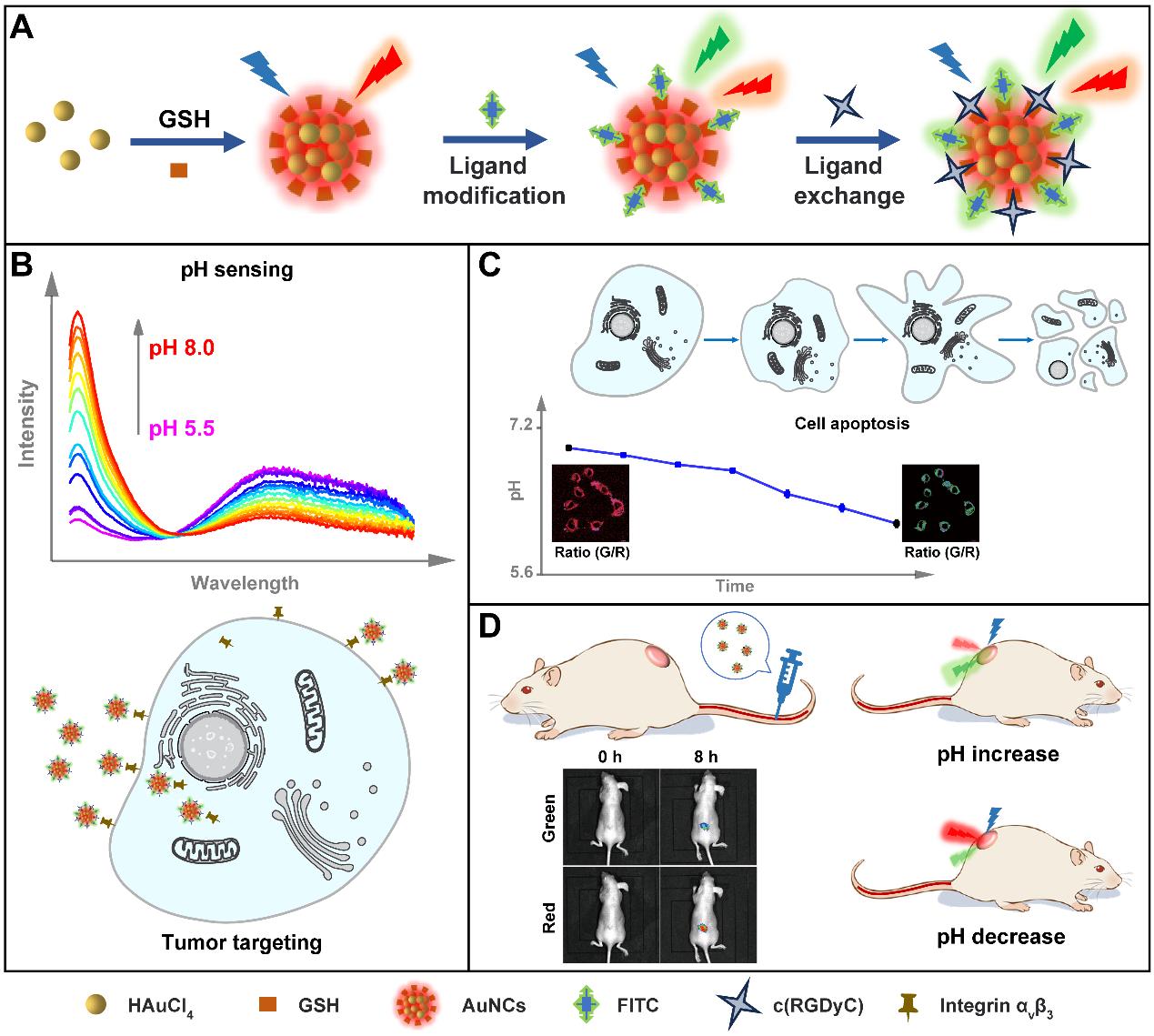 肿瘤靶向比率型金纳米团簇传感器用于活体pH定量监测