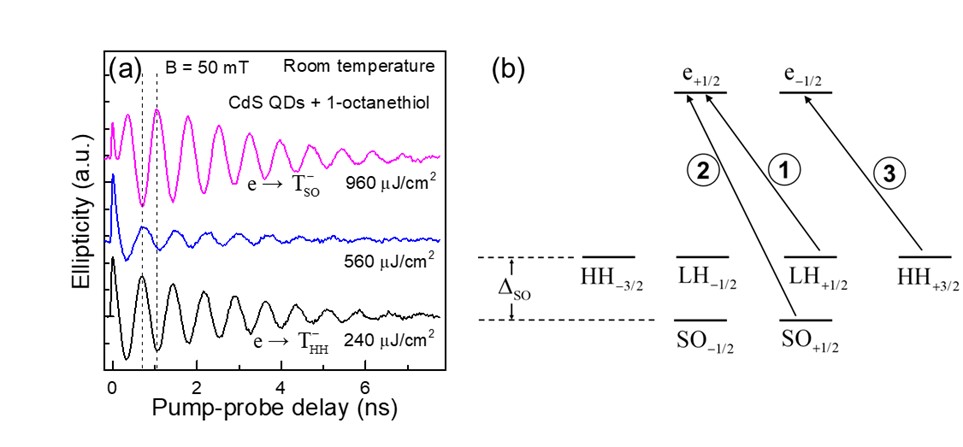 CdS胶体量子点中电子自旋激发与激光能流密度的反常依赖：表面状态的影响