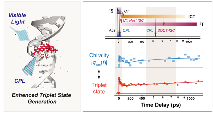手性增强三重态生成的动态机制